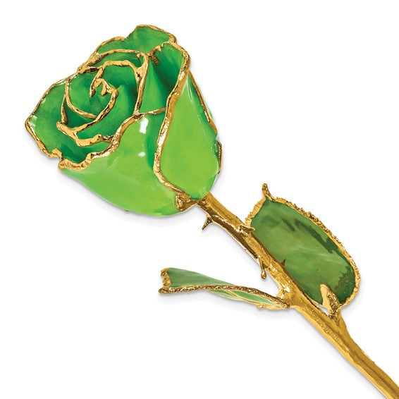 Birthstone Peridot Colored Rose for August with Gold Trim